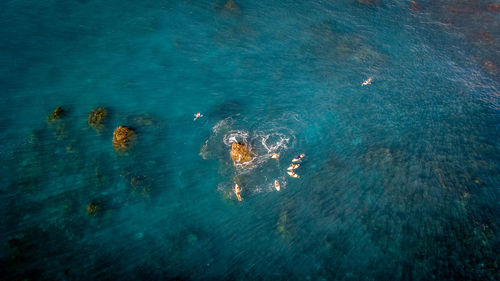 High angle view of swimming underwater