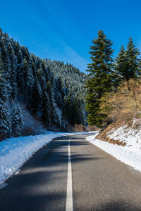 Empty road along trees