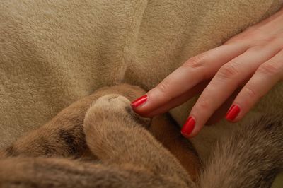 Cropped image of woman touching cat resting on bed