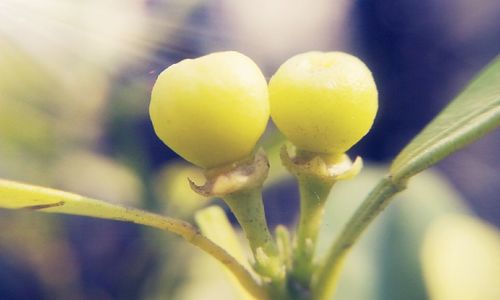 Close-up of plant against blurred background