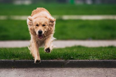 Portrait of dog on grass