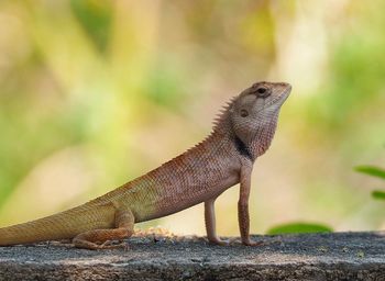 Close-up of lizard on rock