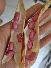 Close-up of hand holding pink roses