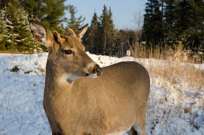 View of deer on snow covered land