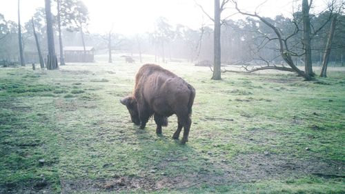 Horse on landscape