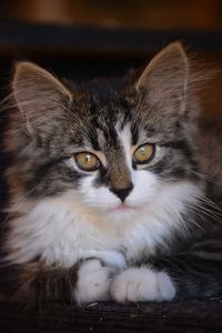 Close-up portrait of cat at home