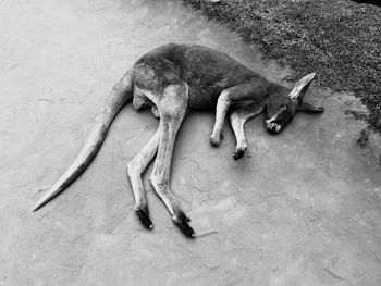 High angle view of kangaroo lying on road