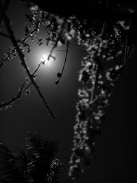 Low angle view of silhouette trees against sky