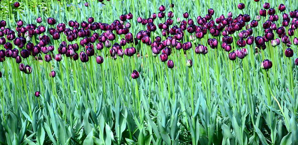 Close-up of flowers growing in field