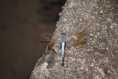 Close-up of insect