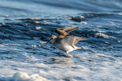 Seagull flying over sea