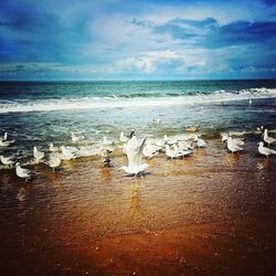Birds flying over sea against sky