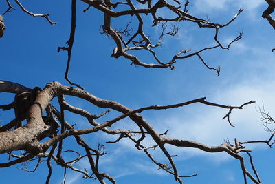 Low angle view of bare tree against blue sky