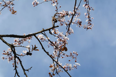 Low angle view of cherry blossom against sky