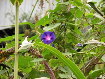 Close-up of purple flowers blooming outdoors