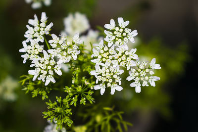 Close-up of white flowering plant