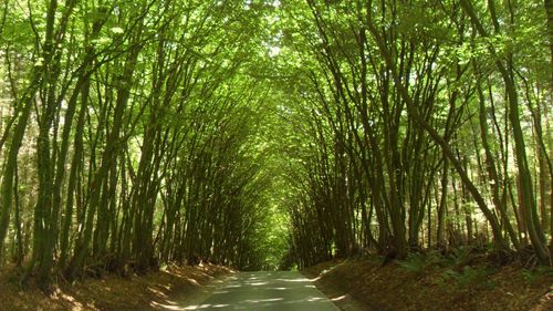 Road amidst trees in forest