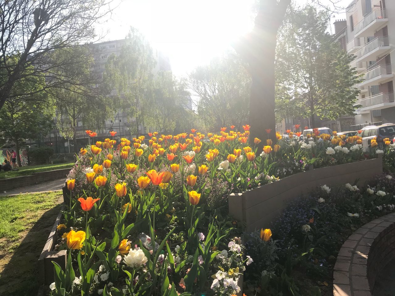 plant, flower, flowering plant, freshness, nature, growth, beauty in nature, vulnerability, fragility, tree, day, no people, yellow, sunlight, park, flowerbed, garden, park - man made space, outdoors, flower head, tulip, springtime