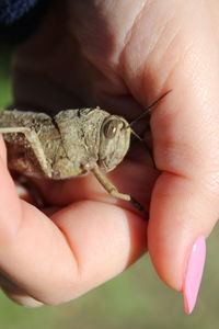 Close-up of hand holding leaf