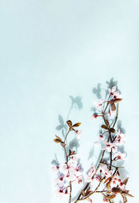 Low angle view of red flowering plant against sky