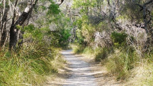 Footpath amidst trees in forest