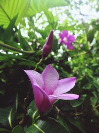 Close-up of pink flower blooming outdoors