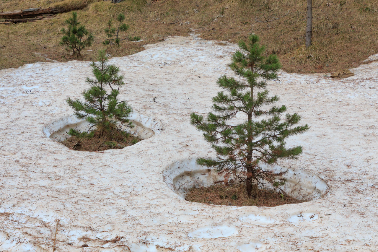 PLANTS GROWING ON ROCK