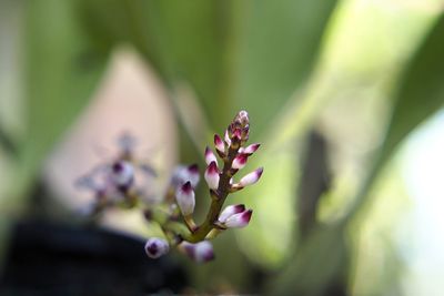 Close-up of purple flowering plant