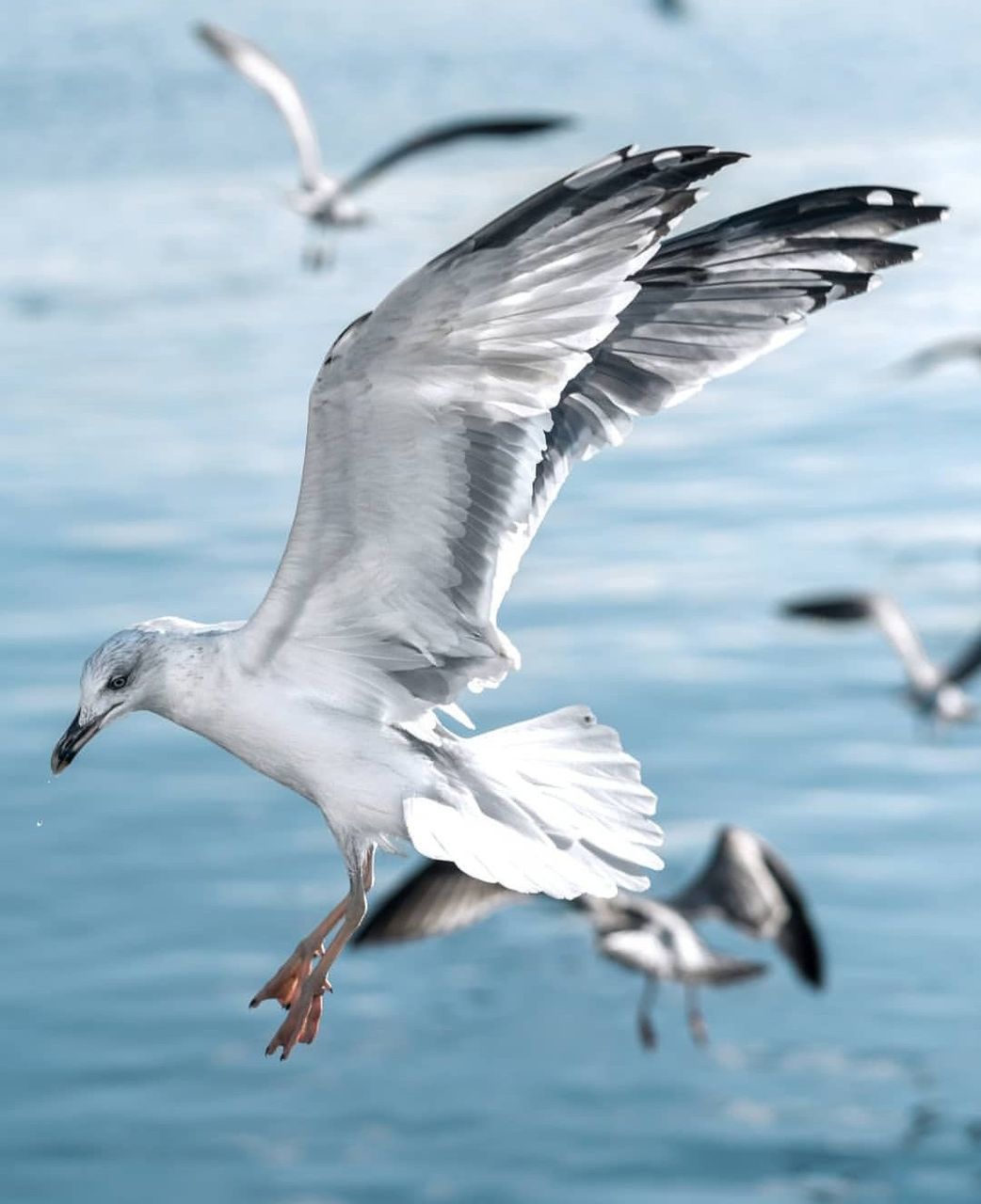 flying, animal themes, animal wildlife, spread wings, animals in the wild, bird, animal, vertebrate, water, mid-air, motion, sea, nature, day, group of animals, no people, seagull, beauty in nature, outdoors, animal wing, flapping