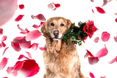 Close-up of dog against white background