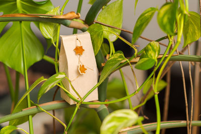 Close-up of butterfly on plant