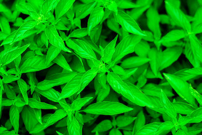 Full frame shot of green leaves