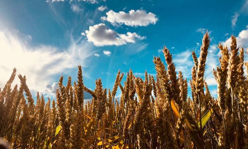 Low angle view of stalks in field against sky