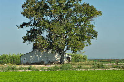 Tree on field against sky