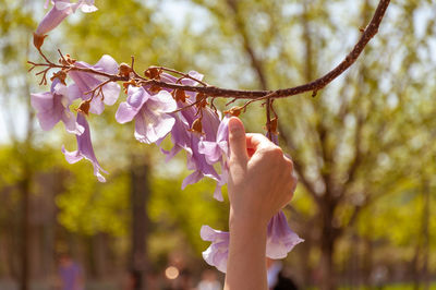 Close-up of pink cherry blossoms in spring