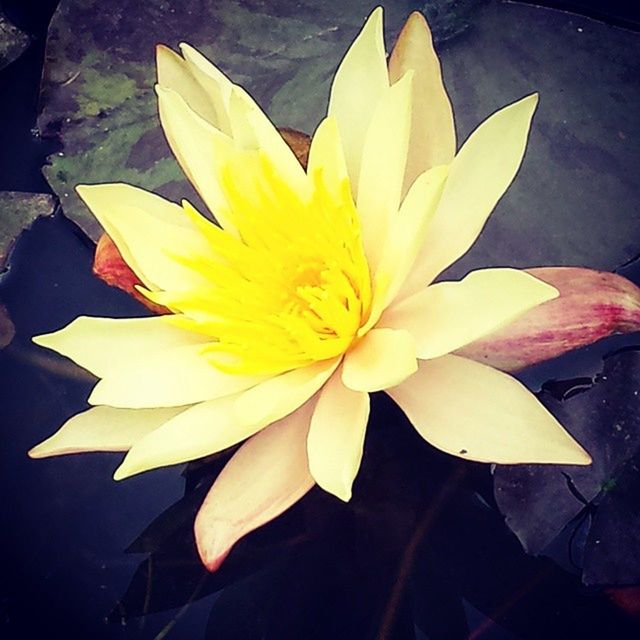 CLOSE-UP OF YELLOW FLOWER