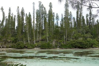 Scenic view of lake against trees in forest