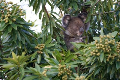 Low angle view of a koala on lime tree.