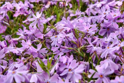 Close-up of purple flowering plant