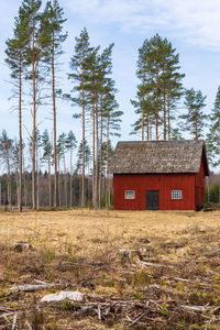 Old red barn by a pine woodland