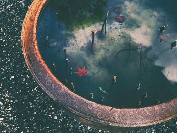 High angle view of fish swimming in tank