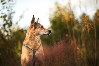 Dog looking away on field