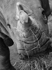 The rhino feeds on straw close up in black and white