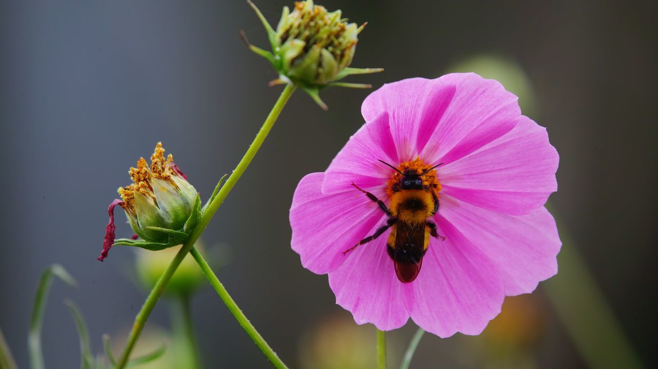 flowering plant, flower, petal, invertebrate, beauty in nature, animal, insect, animals in the wild, plant, flower head, growth, animal themes, one animal, fragility, vulnerability, close-up, animal wildlife, bee, inflorescence, freshness, pollination, pollen, no people, pink color, purple