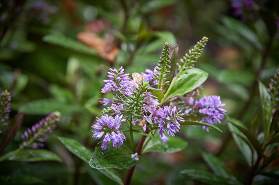 Close-up of purple flowering plant