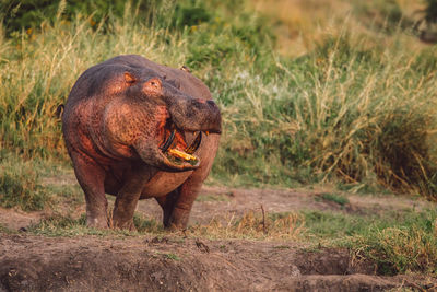 Hippo on a field