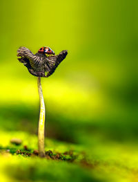 Close-up of a ladybug on mushroom