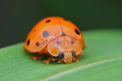 Close-up of ladybug on leaf