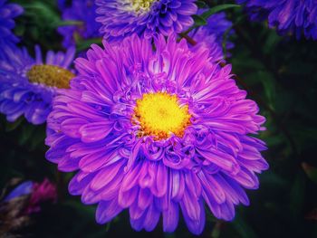 Close-up of purple flowers