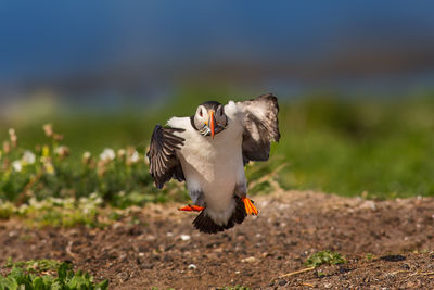 Puffin holding fish while flying over field